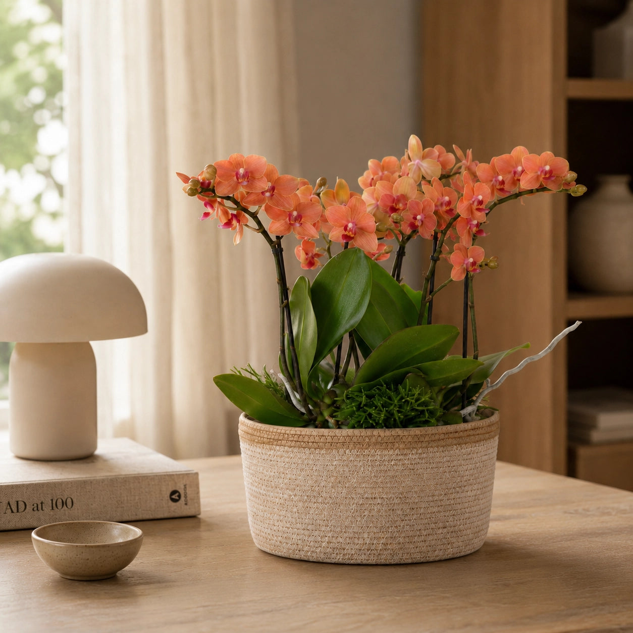 Plantenarrangement met 3 oranje Phalaenopsis ‘Bolzano’ en 3 Rhipsalis – Cotton mand met waterreservoir