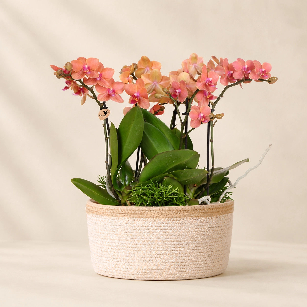 Plantenarrangement met 3 oranje Phalaenopsis ‘Bolzano’ en 3 Rhipsalis – Cotton mand met waterreservoir
