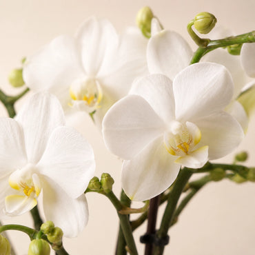 Plantenarrangement met 3 witte Phalaenopsis ‘Amabilis’ en 3 groene planten – Cotton mand met waterreservoir