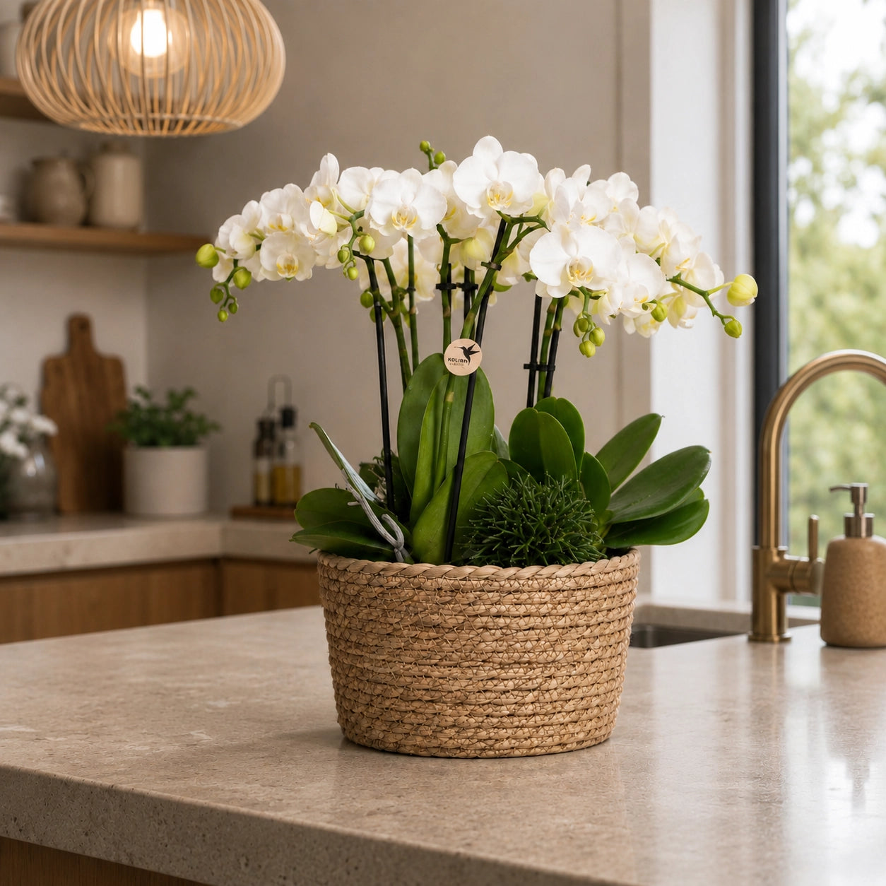 Plantenarrangement met 3 witte Phalaenopsis ‘Amabilis’ en 3 groene planten – Cotton mand met waterreservoir