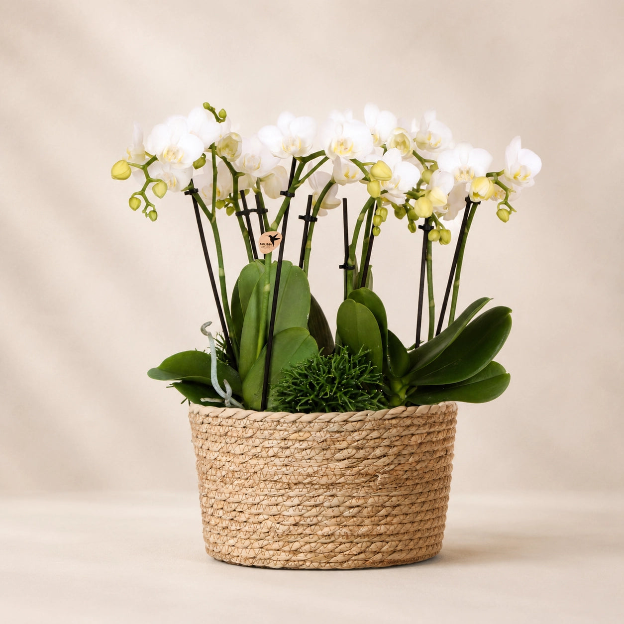 Plantenarrangement met 3 witte Phalaenopsis ‘Amabilis’ en 3 groene planten – Cotton mand met waterreservoir