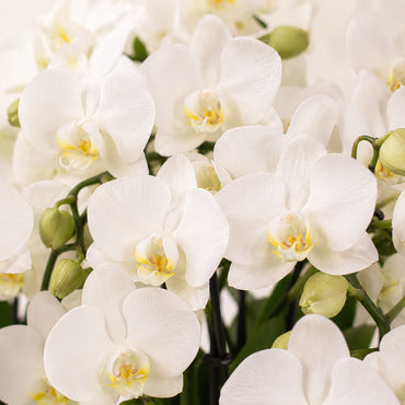 Plantenarrangement met 3 witte Phalaenopsis ‘Lausanne’ en 3 groene planten – Cotton mand met waterreservoir