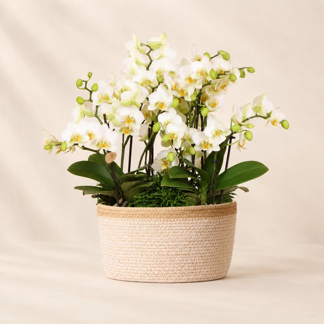 Plantenarrangement met 3 witte Phalaenopsis ‘Lausanne’ en 3 groene planten – Cotton mand met waterreservoir