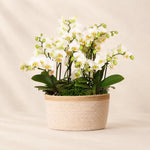 Plantenarrangement met 3 witte Phalaenopsis ‘Lausanne’ en 3 groene planten – Cotton mand met waterreservoir