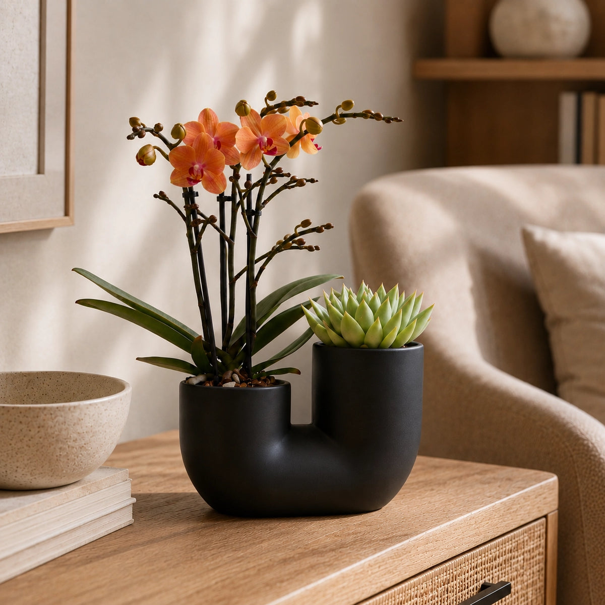 Plantenset met oranje Phalaenopsis orchidee ‘Bolzano’ en succulent – Tube sierpotten Ø9 cm