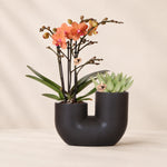 Plantenset met oranje Phalaenopsis orchidee ‘Bolzano’ en succulent – Tube sierpotten Ø9 cm
