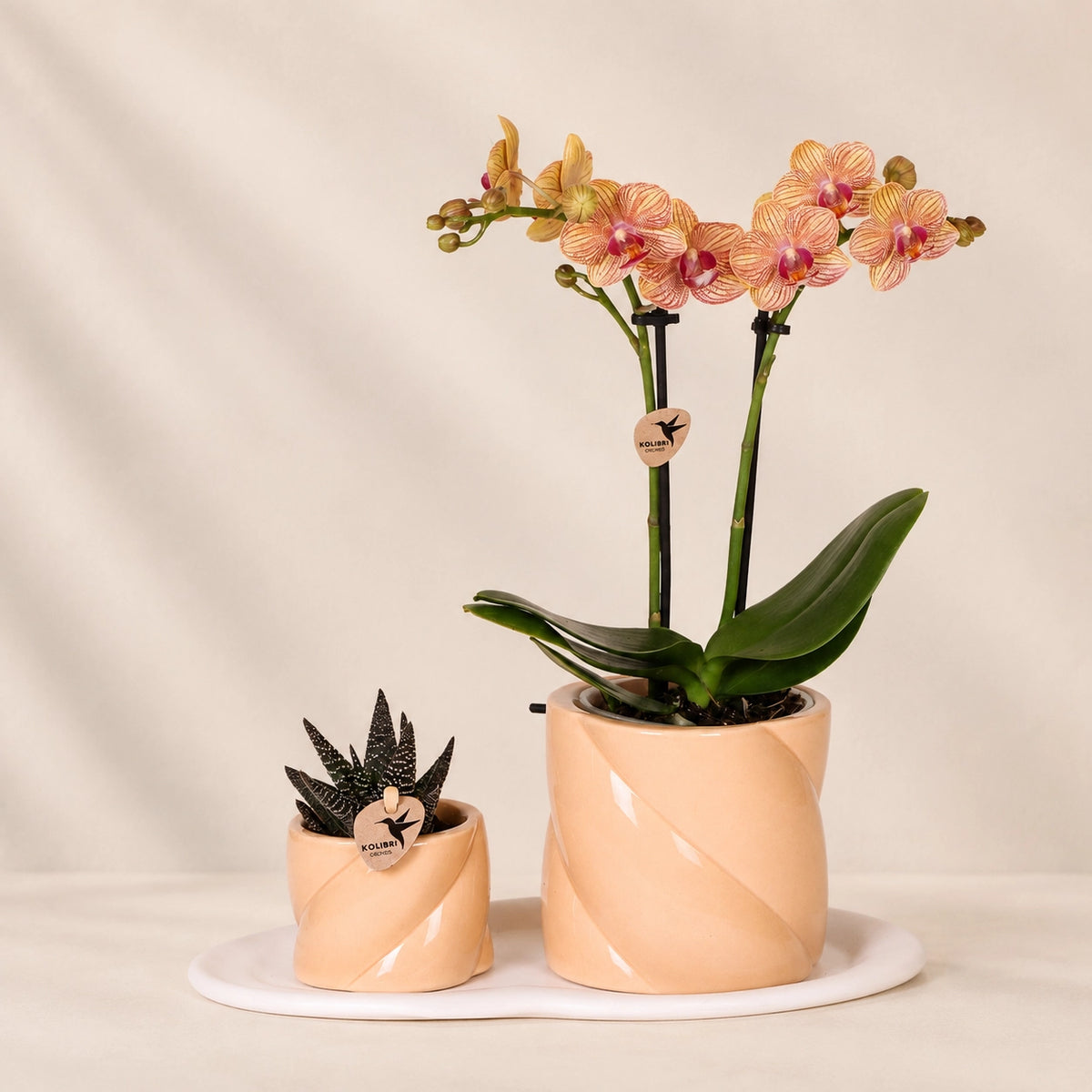 Plantenset met oranje Phalaenopsis orchidee en groene plant – Optimism Peach Candy sierpotten met dienblad