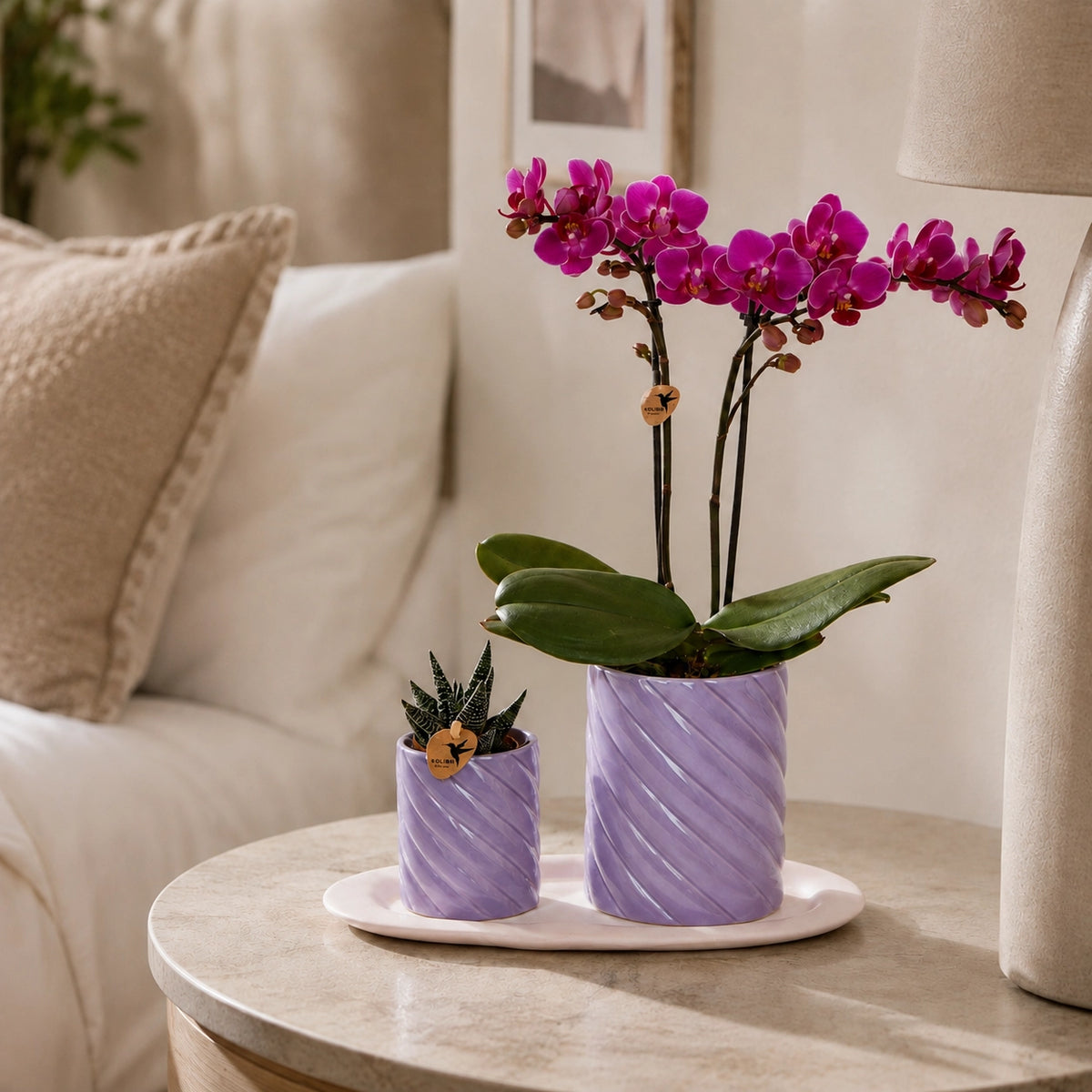 Plantenset met paarse Phalaenopsis orchidee ‘Morelia’ en groene plant – Candy sierpotten met dienblad