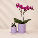 Plantenset met paarse Phalaenopsis orchidee ‘Morelia’ en groene plant – Candy sierpotten met dienblad