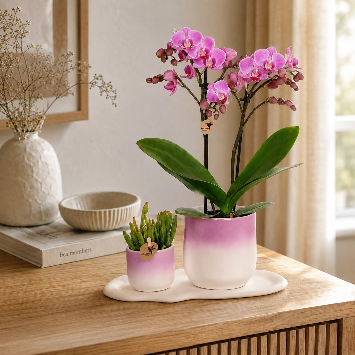 Plantenset met paarse Phalaenopsis orchidee ‘Vienna’ en succulent – Gradience Pink sierpotten met Cloud Plate