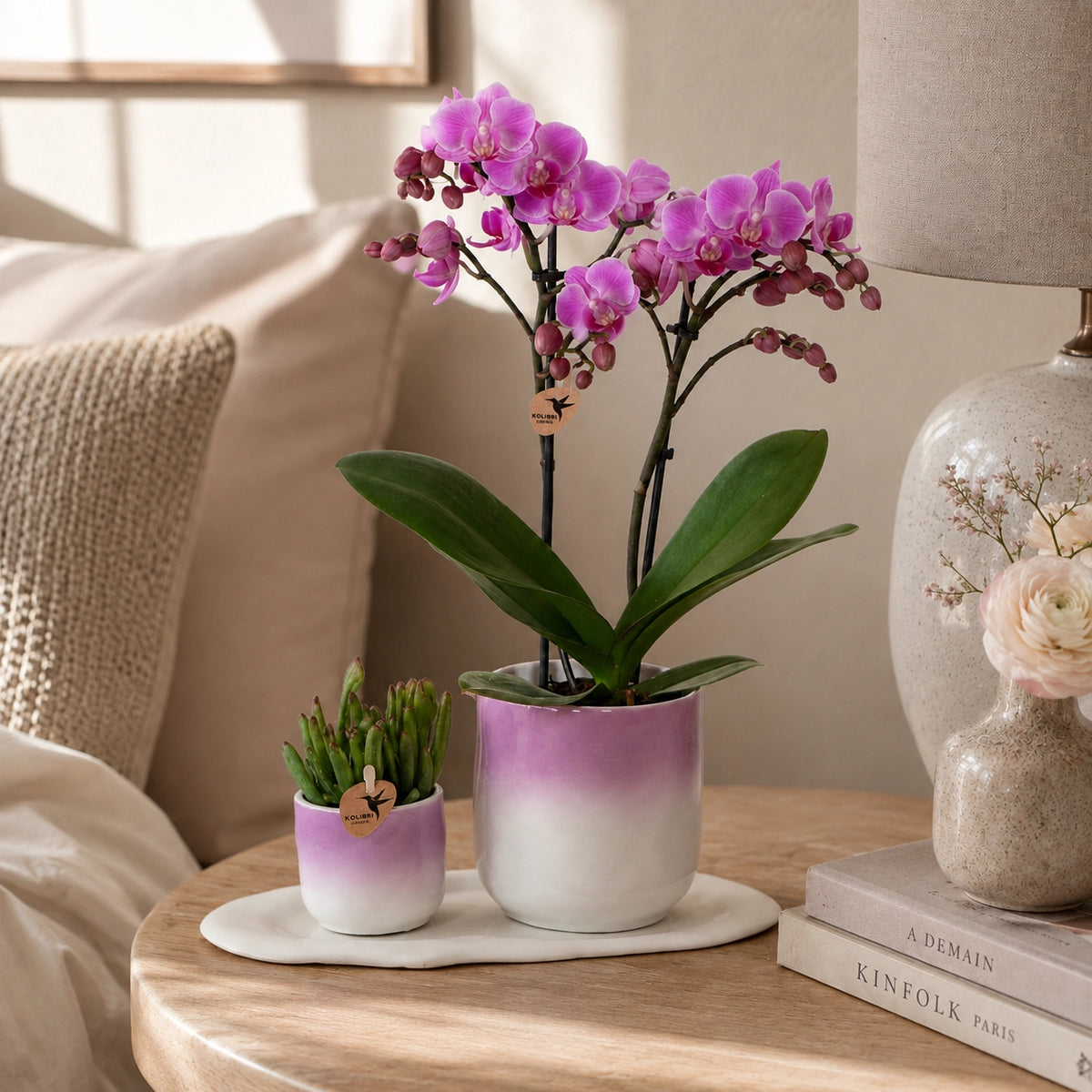Plantenset met paarse Phalaenopsis orchidee ‘Vienna’ en succulent – Gradience Pink sierpotten met Cloud Plate