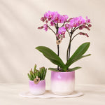 Plantenset met paarse Phalaenopsis orchidee ‘Vienna’ en succulent – Gradience Pink sierpotten met Cloud Plate