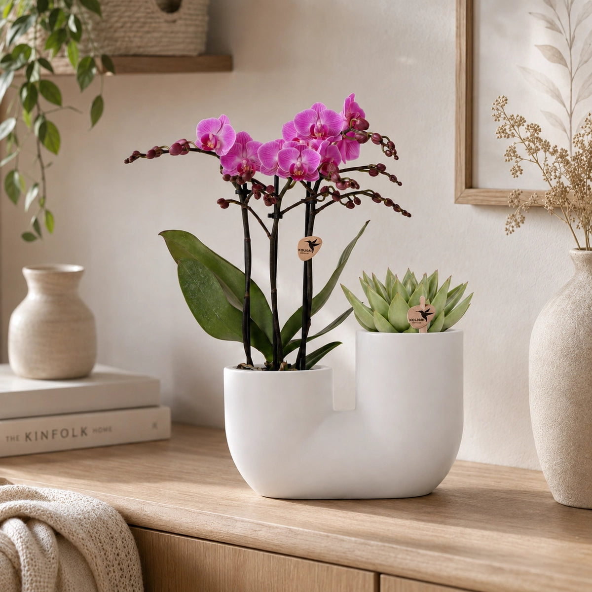 Plantenset met paarse Phalaenopsis orchidee ‘Vienna’ en succulent – Tube sierpotten Ø9 cm