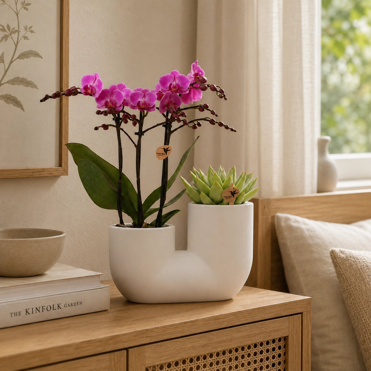 Plantenset met paarse Phalaenopsis orchidee ‘Vienna’ en succulent – Tube sierpotten Ø9 cm