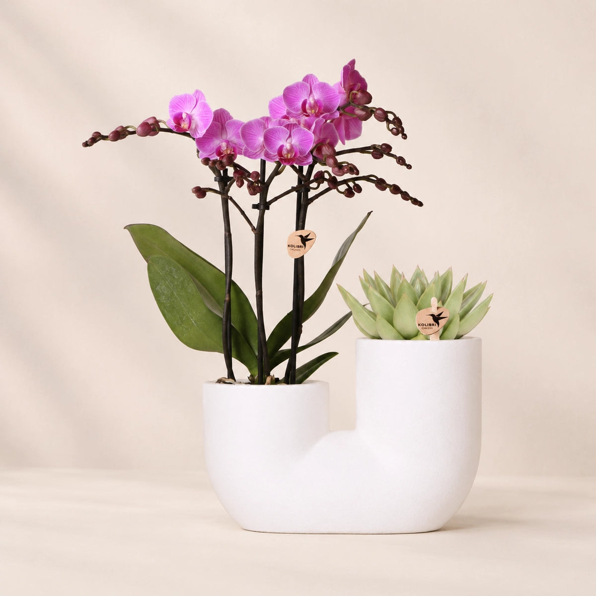 Plantenset met paarse Phalaenopsis orchidee ‘Vienna’ en succulent – Tube sierpotten Ø9 cm
