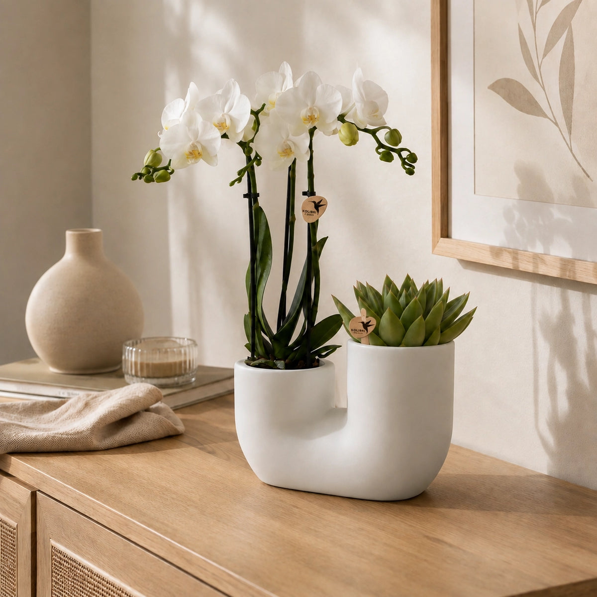 Plantenset met witte Phalaenopsis orchidee ‘Amabilis’ en succulent – Tube sierpotten Ø9 cm