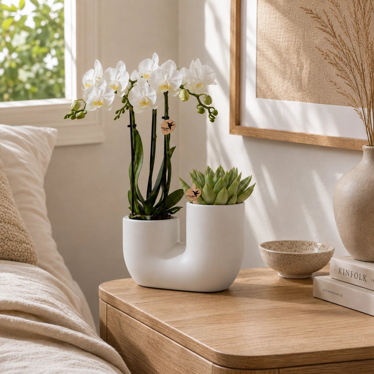 Plantenset met witte Phalaenopsis orchidee ‘Amabilis’ en succulent – Tube sierpotten Ø9 cm