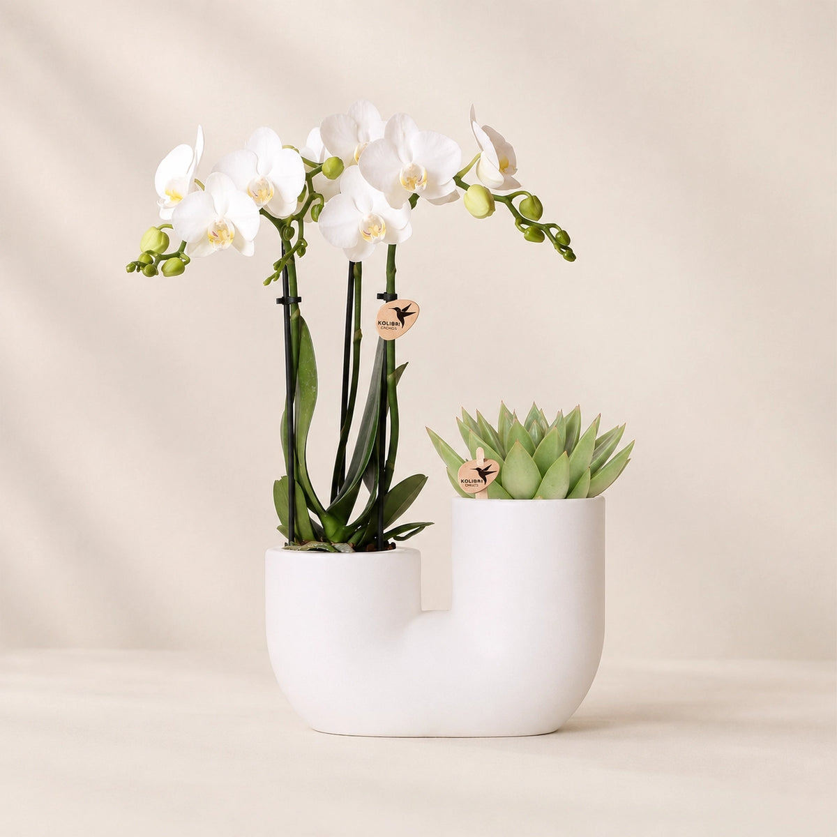 Plantenset met witte Phalaenopsis orchidee ‘Amabilis’ en succulent – Tube sierpotten Ø9 cm