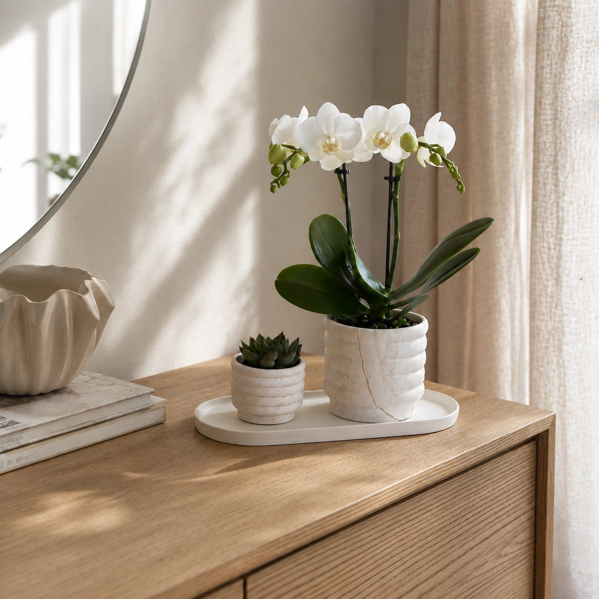 Plantenset met witte Phalaenopsis orchidee ‘Lausanne’ en succulent – sierpotten met dienblad