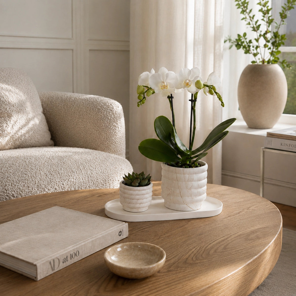 Plantenset met witte Phalaenopsis orchidee ‘Lausanne’ en succulent – sierpotten met dienblad