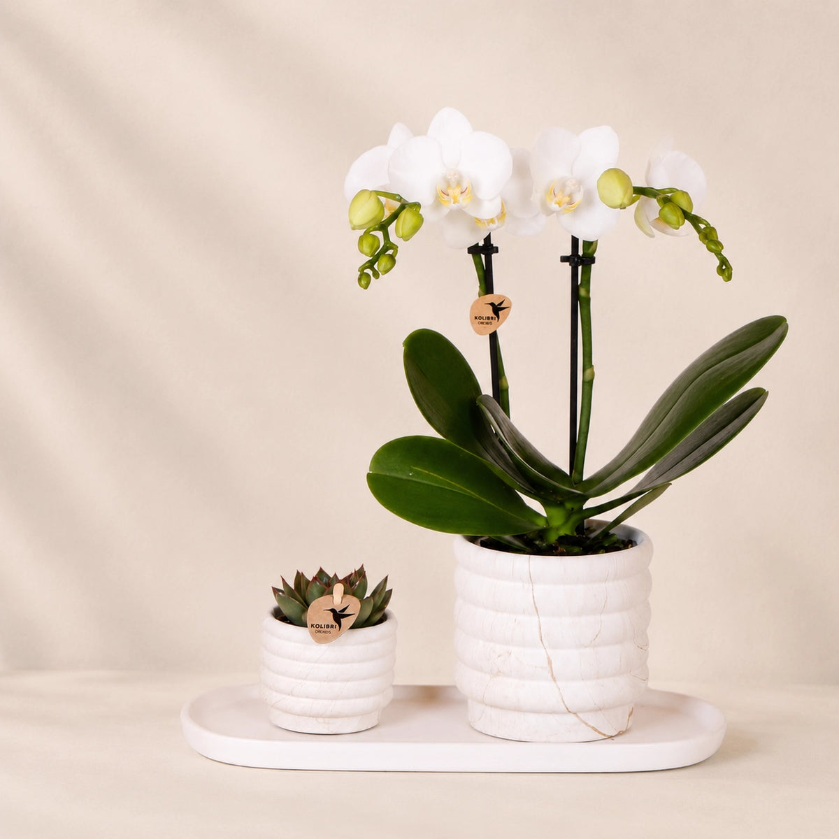 Plantenset met witte Phalaenopsis orchidee ‘Lausanne’ en succulent – sierpotten met dienblad