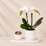 Plantenset met witte Phalaenopsis orchidee ‘Lausanne’ en succulent – sierpotten met dienblad