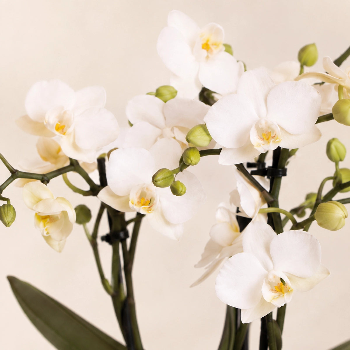 Plantenset met witte Phalaenopsis orchidee ‘Zürich’ en succulent – Tube sierpotten Ø9 cm