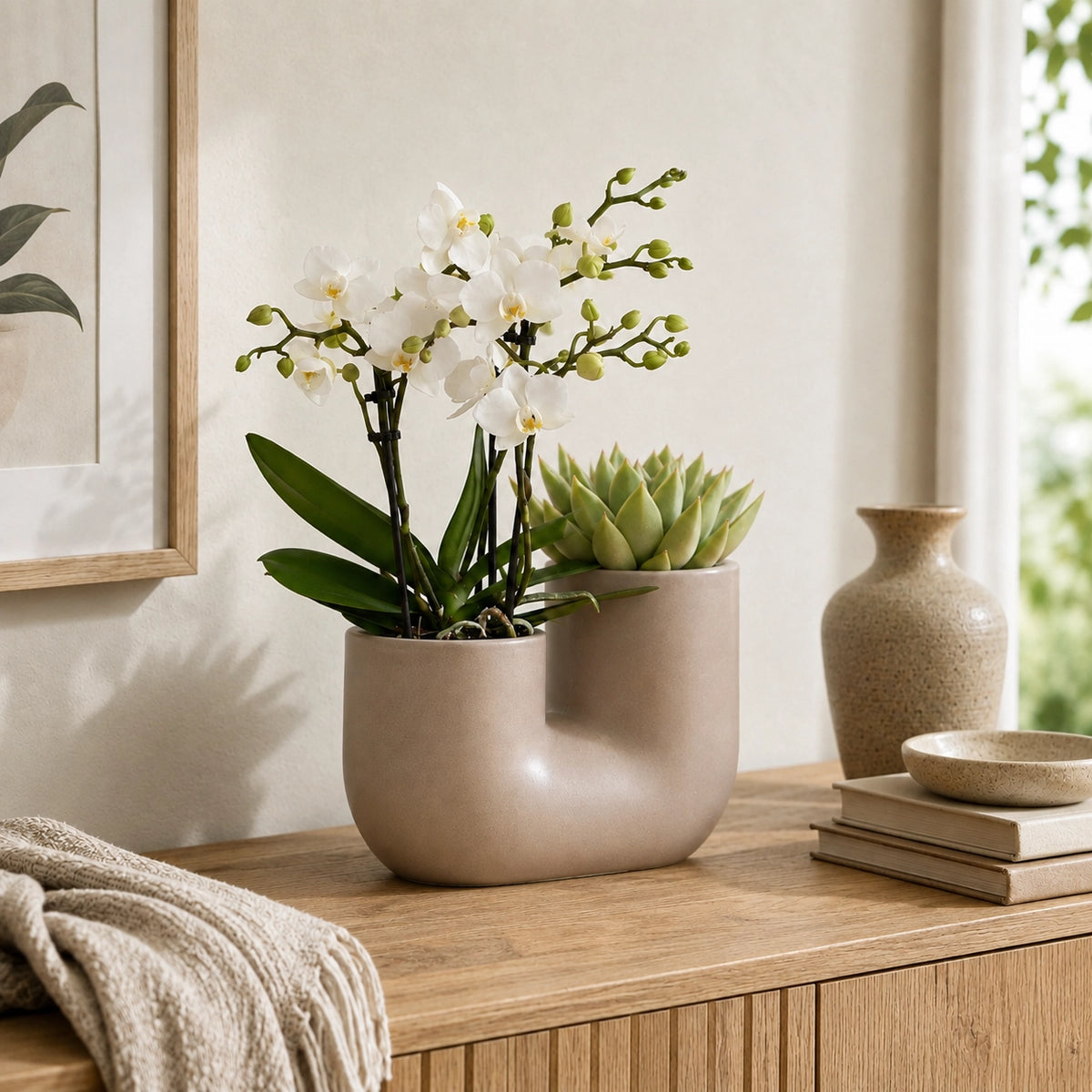 Plantenset met witte Phalaenopsis orchidee ‘Zürich’ en succulent – Tube sierpotten Ø9 cm