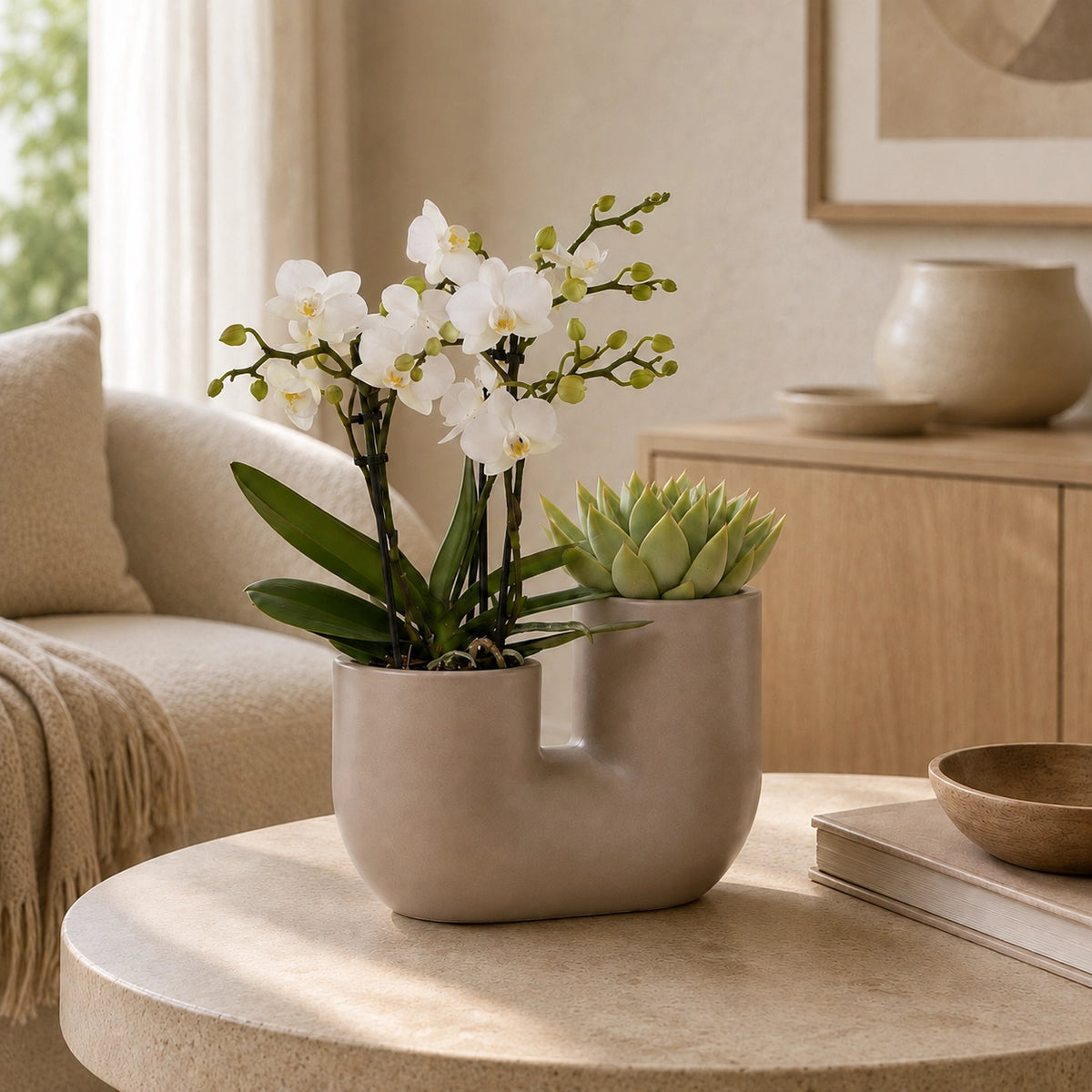 Plantenset met witte Phalaenopsis orchidee ‘Zürich’ en succulent – Tube sierpotten Ø9 cm