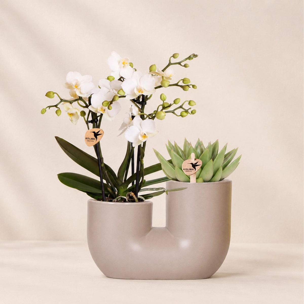 Plantenset met witte Phalaenopsis orchidee ‘Zürich’ en succulent – Tube sierpotten Ø9 cm