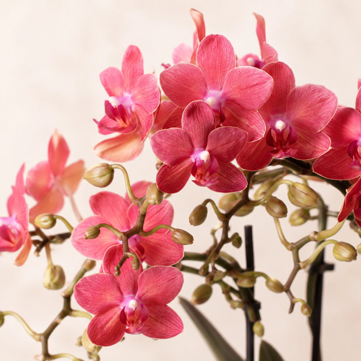 Rode Phalaenopsis orchidee ‘Congo’ – Ø9 cm