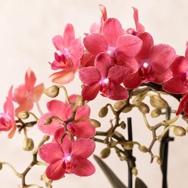 Rode Phalaenopsis orchidee ‘Congo’ – Ø9 cm