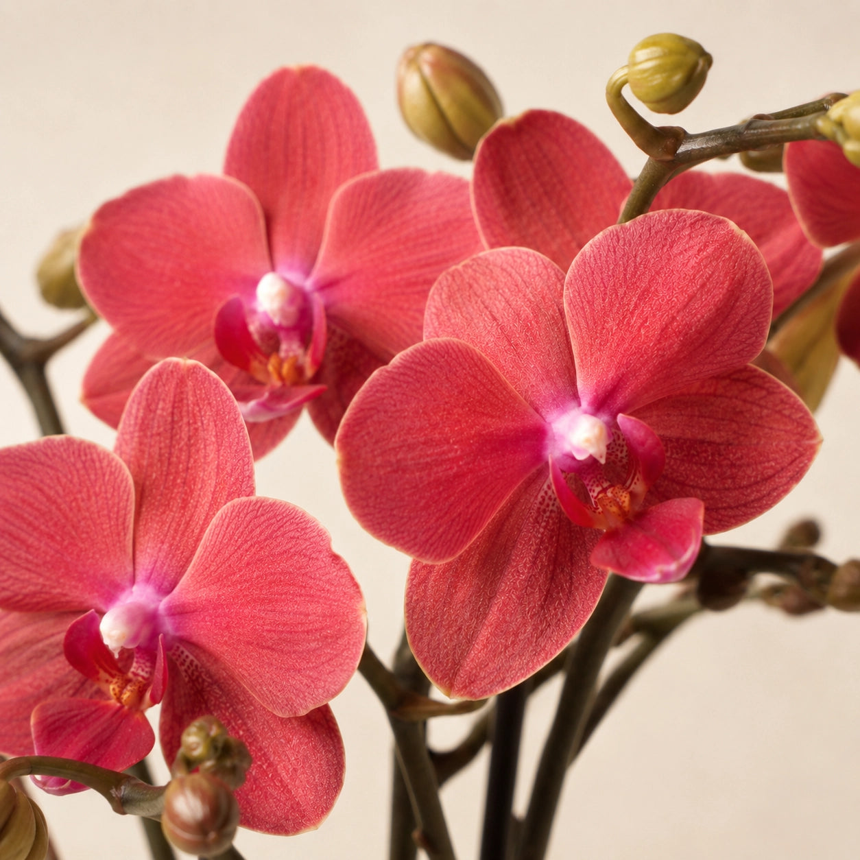 Rode Phalaenopsis orchidee ‘Congo’ met Diamond Pearl sierpot – Ø9 cm