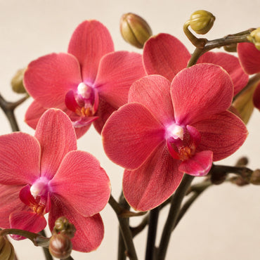 Rode Phalaenopsis orchidee ‘Congo’ met Diamond Pearl sierpot – Ø9 cm