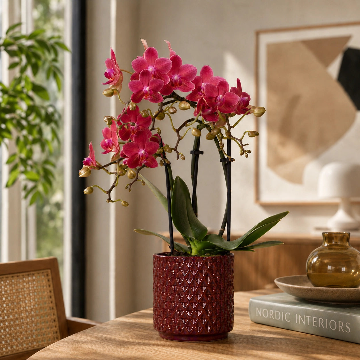 Rode Phalaenopsis orchidee ‘Congo’ met Diamond Pearl sierpot – Ø9 cm