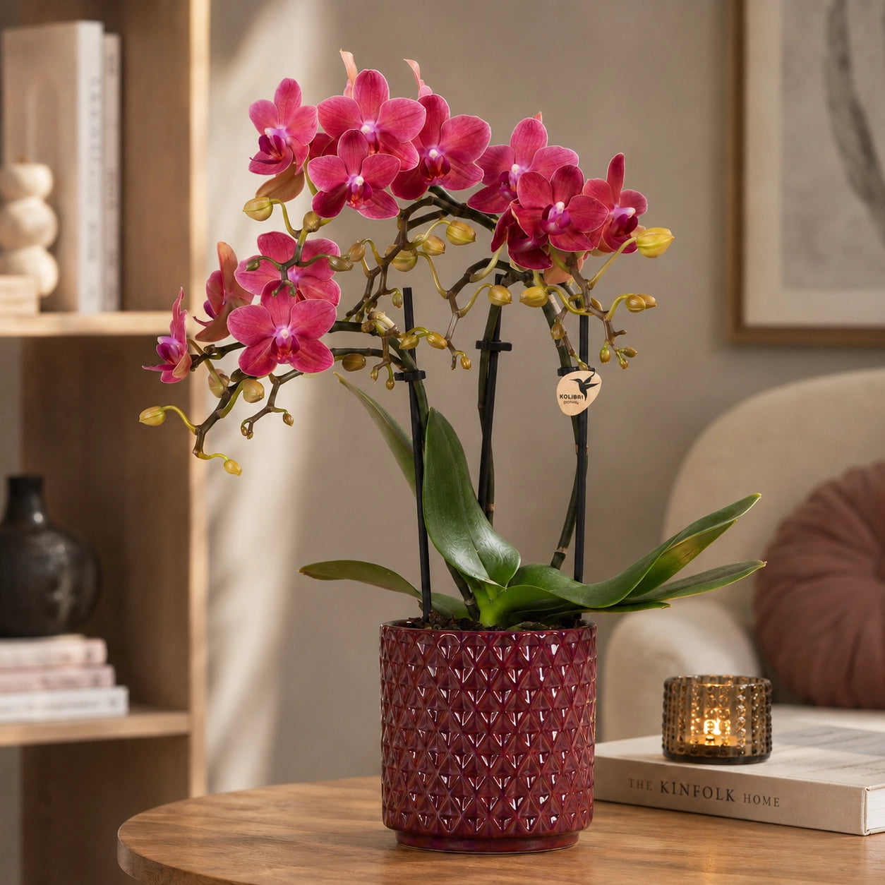 Rode Phalaenopsis orchidee ‘Congo’ met Diamond Pearl sierpot – Ø9 cm
