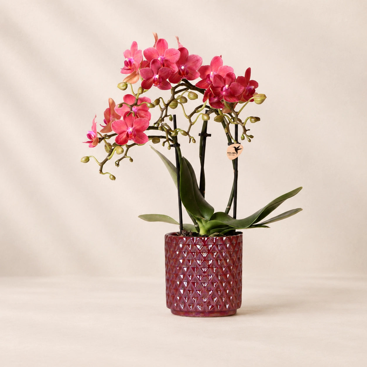 Rode Phalaenopsis orchidee ‘Congo’ met Diamond Pearl sierpot – Ø9 cm
