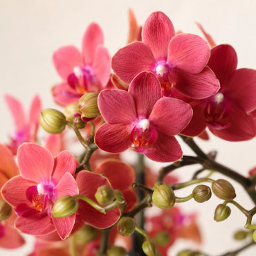 Rode Phalaenopsis orchidee ‘Congo’ met Elite sierpot – Ø9 cm