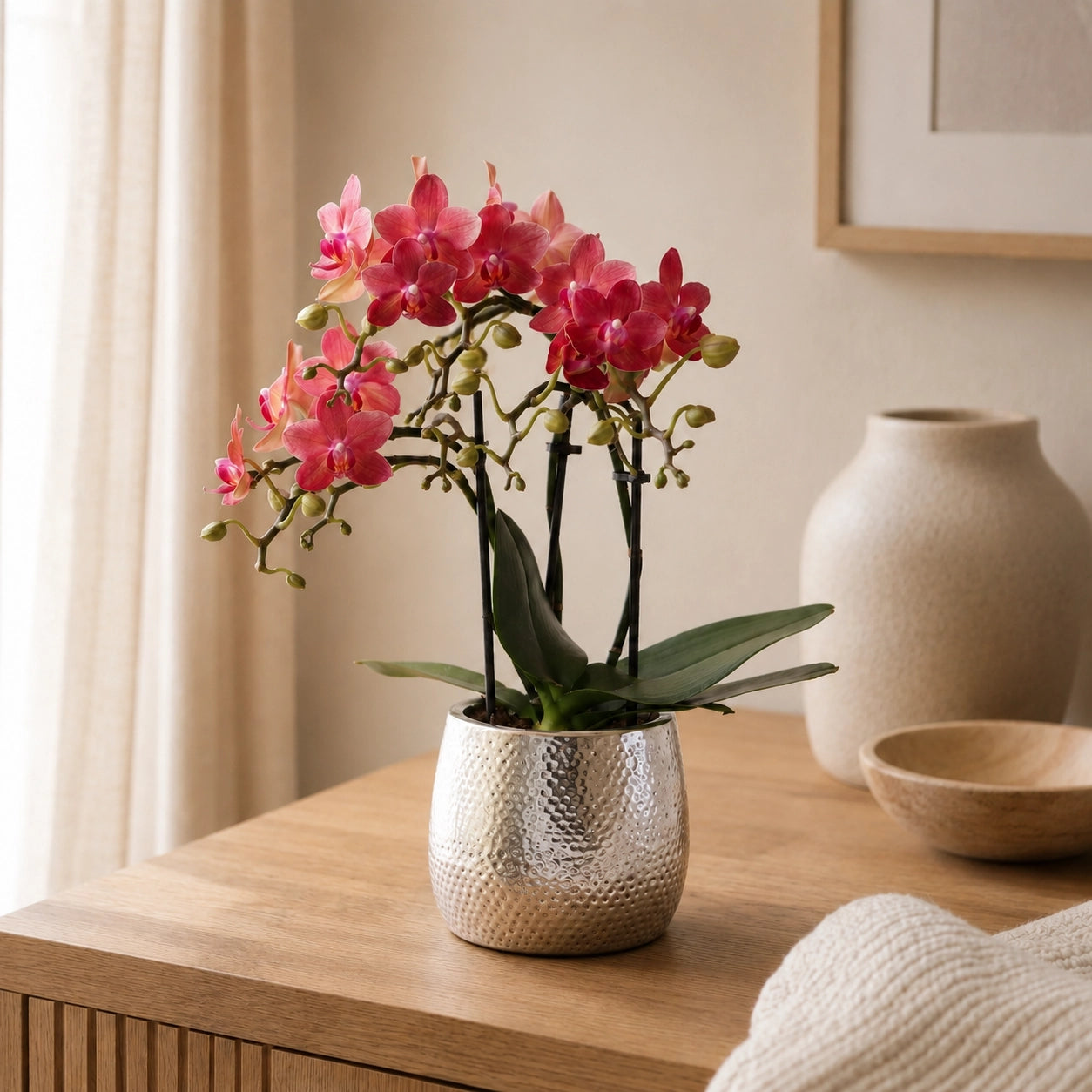 Rode Phalaenopsis orchidee ‘Congo’ met Elite sierpot – Ø9 cm