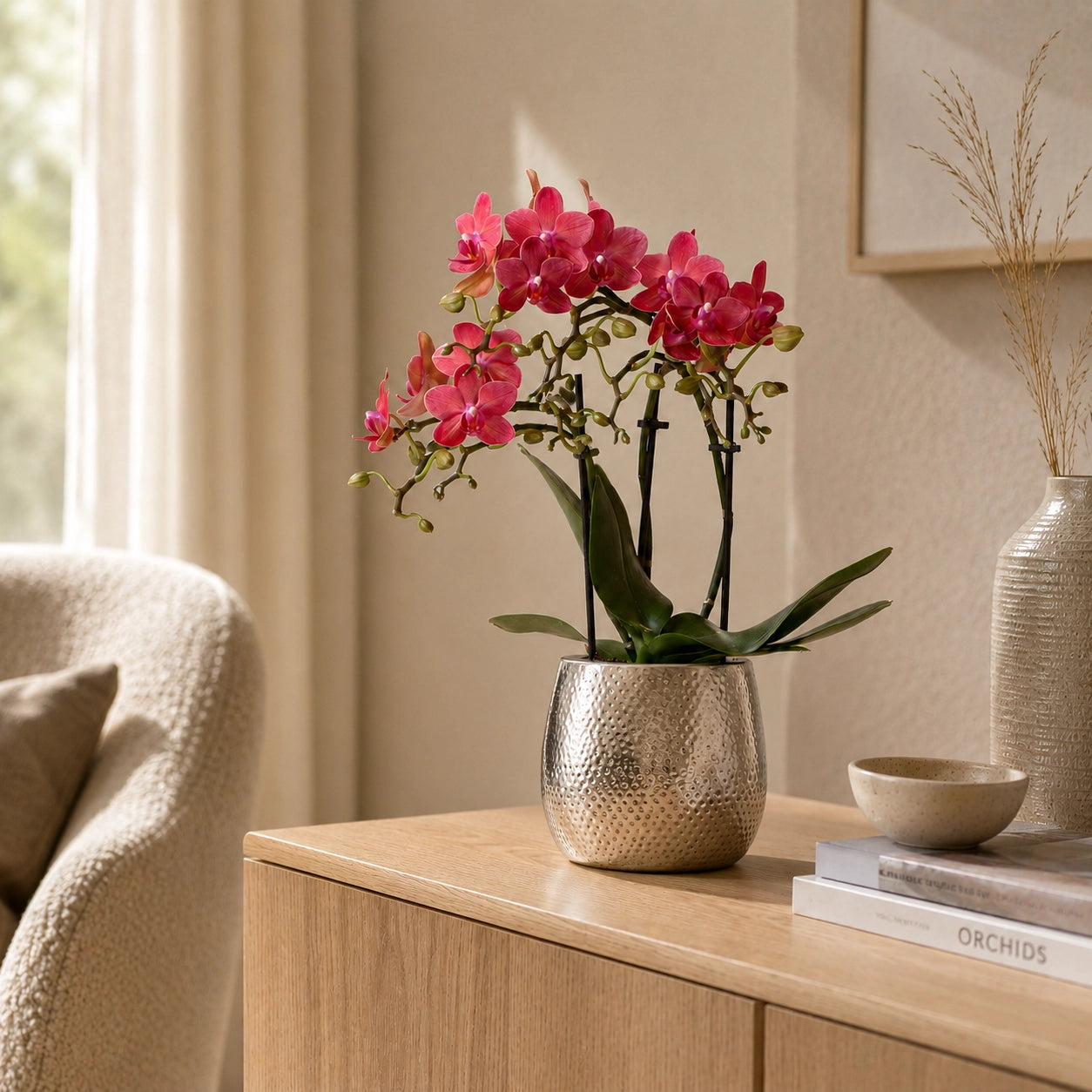 Rode Phalaenopsis orchidee ‘Congo’ met Elite sierpot – Ø9 cm