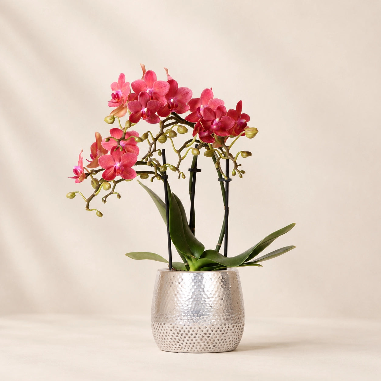 Rode Phalaenopsis orchidee ‘Congo’ met Elite sierpot – Ø9 cm