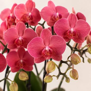 Rode Phalaenopsis orchidee ‘Congo’ met Gummy sierpot in travertine – Ø9 cm