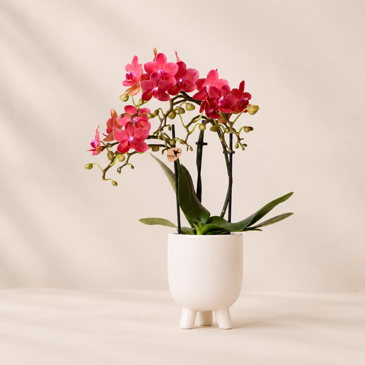 Rode Phalaenopsis orchidee ‘Congo’ met Gummy sierpot in travertine – Ø9 cm