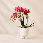 Rode Phalaenopsis orchidee ‘Congo’ met Gummy sierpot in travertine – Ø9 cm