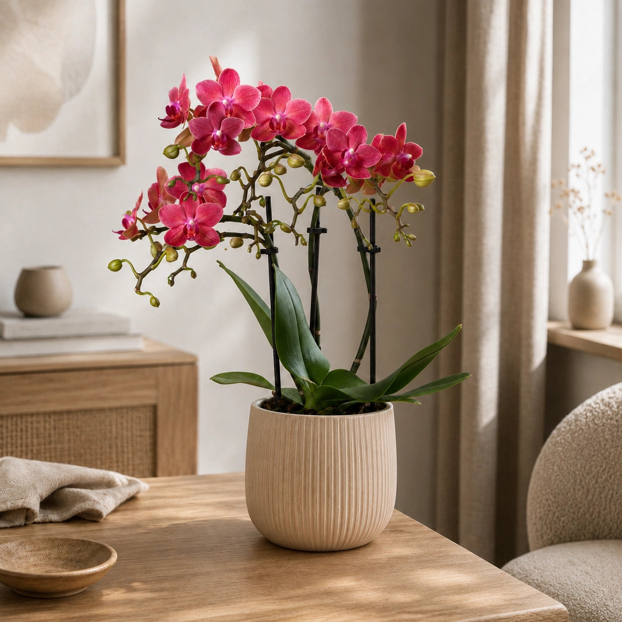 Rode Phalaenopsis orchidee ‘Congo’ – Ø9 cm