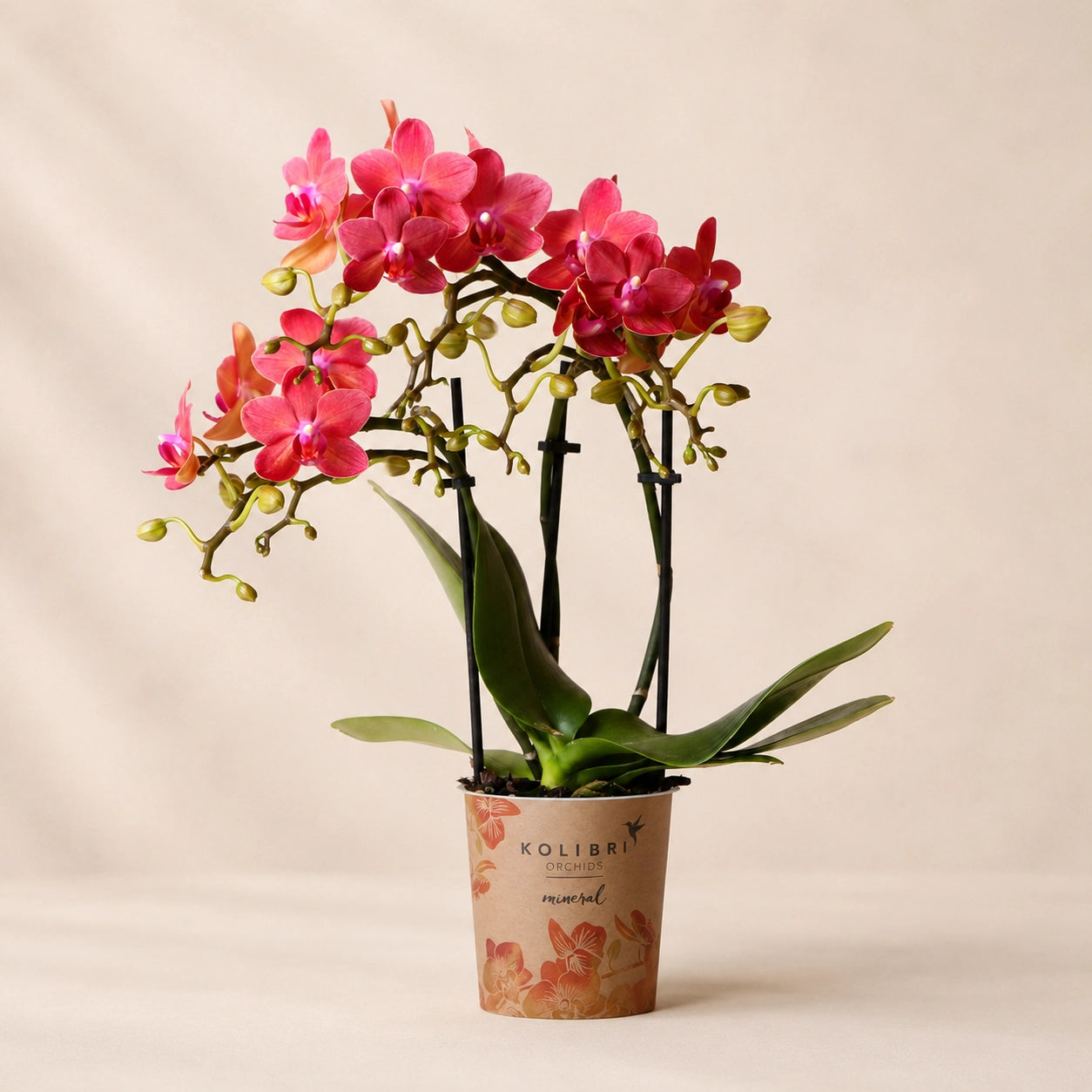 Rode Phalaenopsis orchidee ‘Congo’ – Ø9 cm