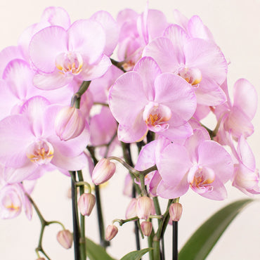 Roze Phalaenopsis orchidee ‘Niagara Falls’ – Ø12 cm