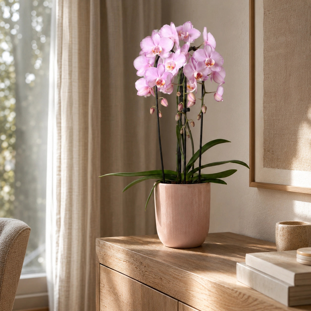 Roze Phalaenopsis orchidee ‘Niagara Falls’ – Ø12 cm