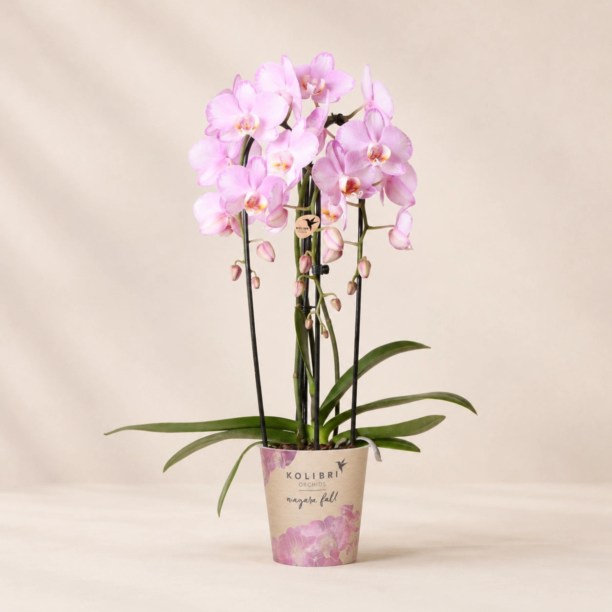 Roze Phalaenopsis orchidee ‘Niagara Falls’ – Ø12 cm