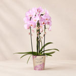 Roze Phalaenopsis orchidee ‘Niagara Falls’ – Ø12 cm